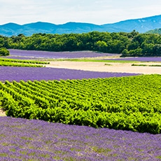 prix-des-terres-vignes-lavande