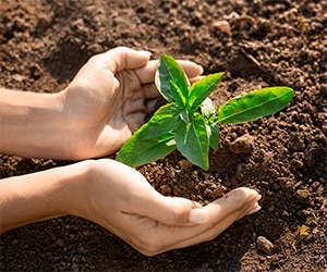 nature-main-plante-prix-des-terres